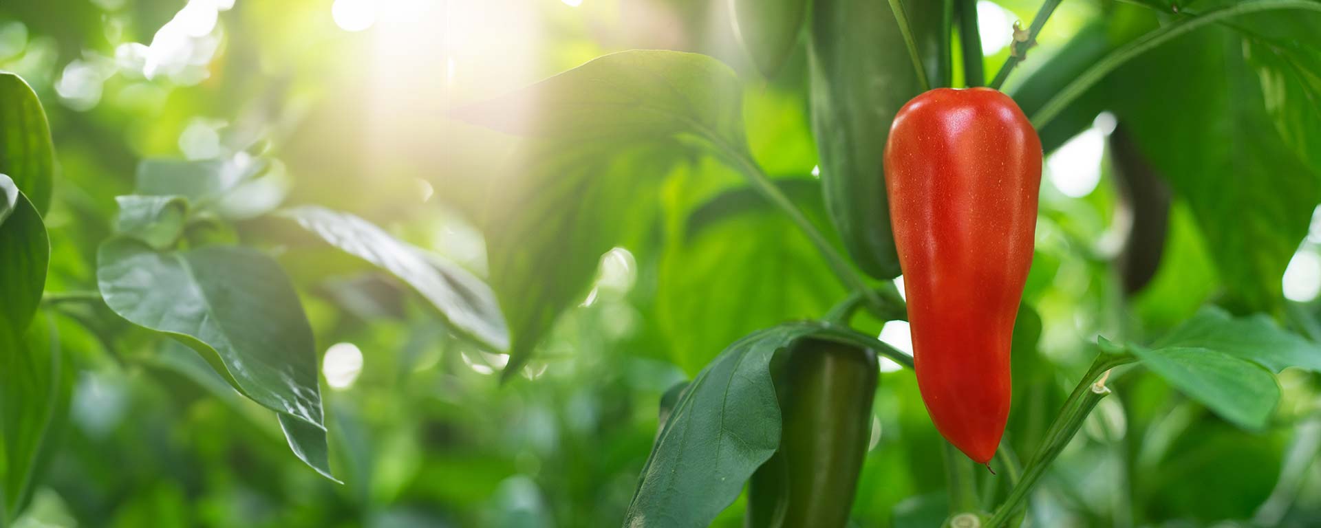 A bright red pepper growing on a vine among green leaves in a sunlit greenhouse