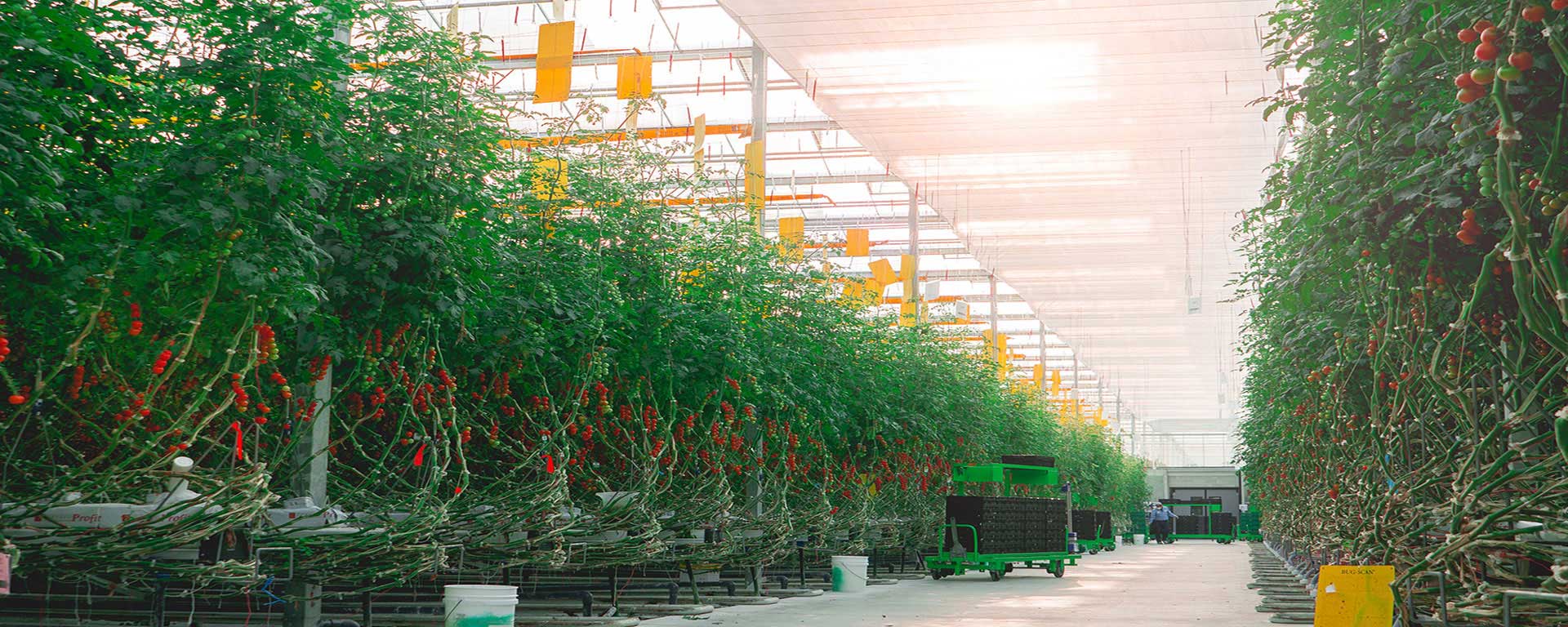 A modern greenhouse with tall rows of tomatoes on vines under a controlled environment.