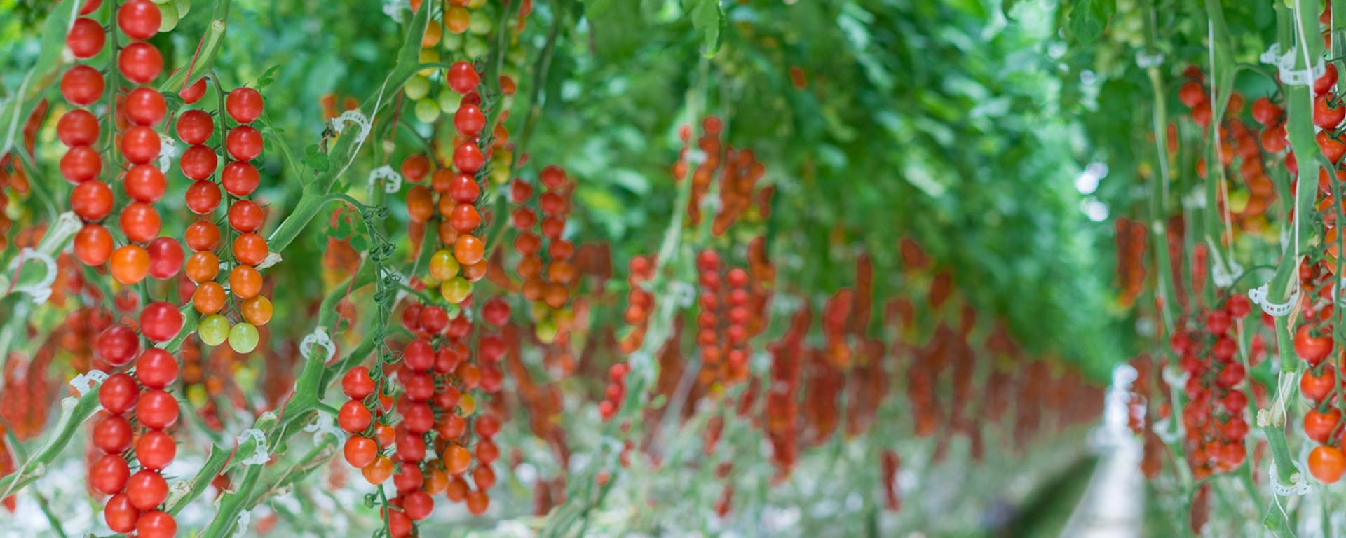 A bright red pepper growing on a vine among green leaves in a sunlit greenhouse.