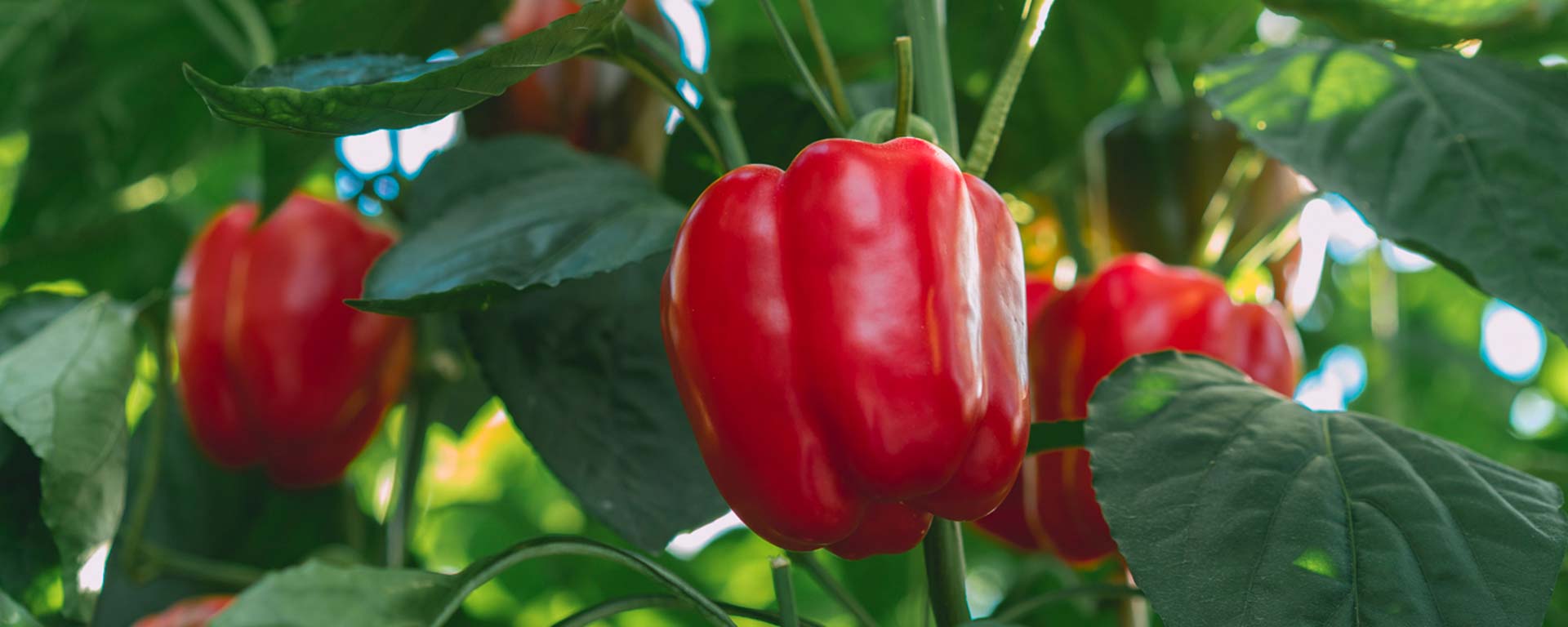 A ripe red bell pepper growing on the vine among green leaves in a greenhouse.