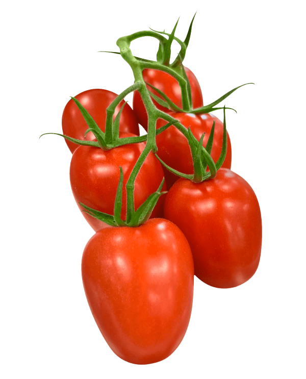 Sauci®