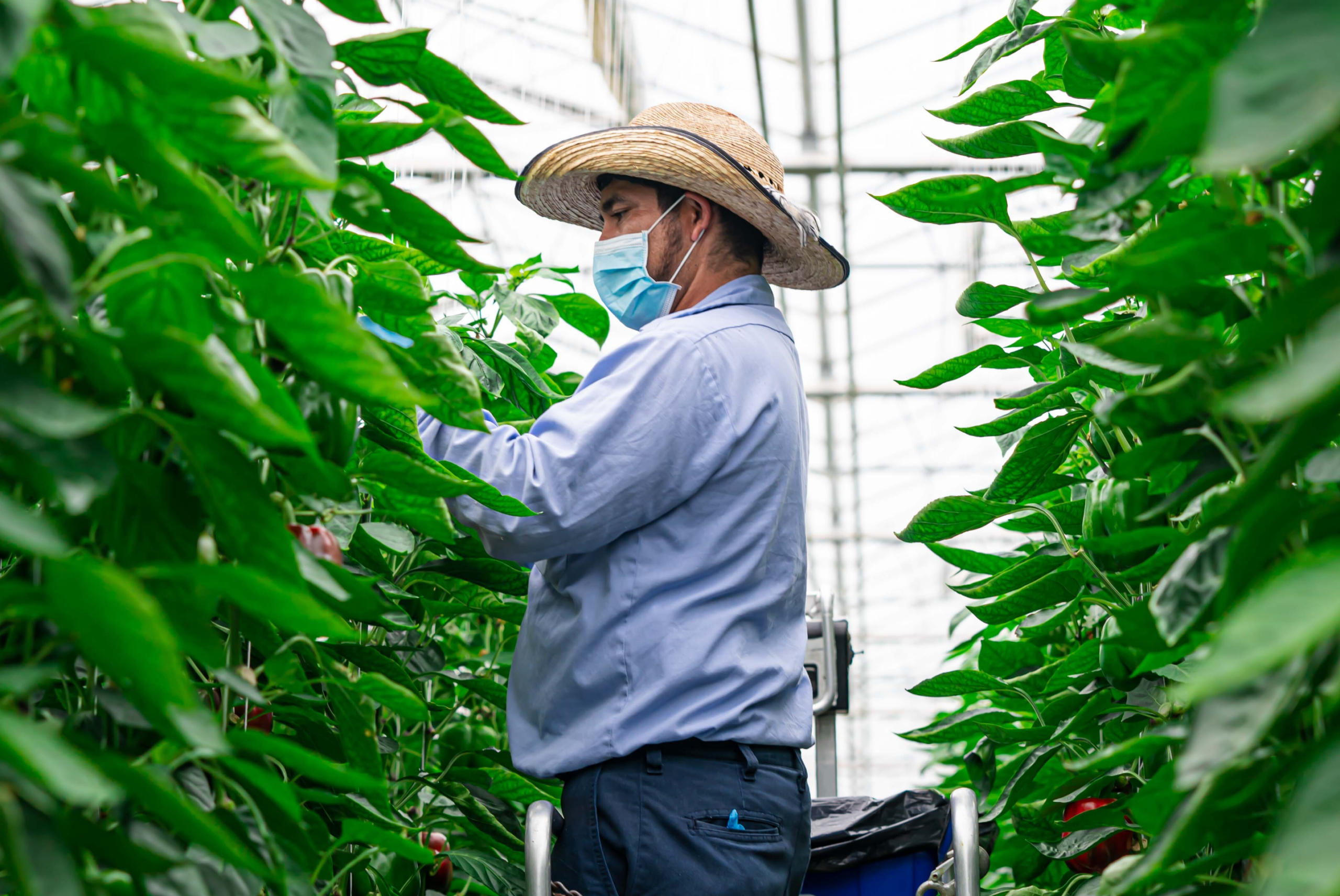 Partner route recruitment at Nature Fresh Farms