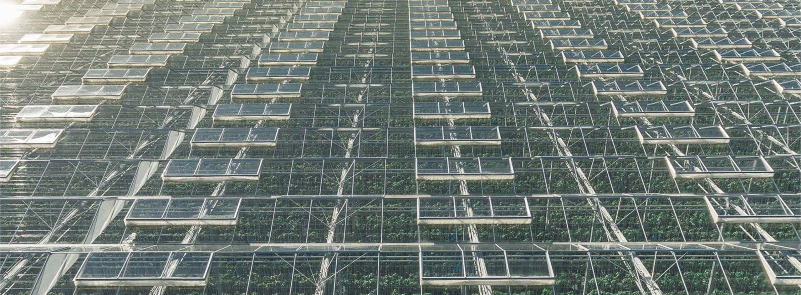 Nature Fresh Farms fresh greenhouse tomatoes