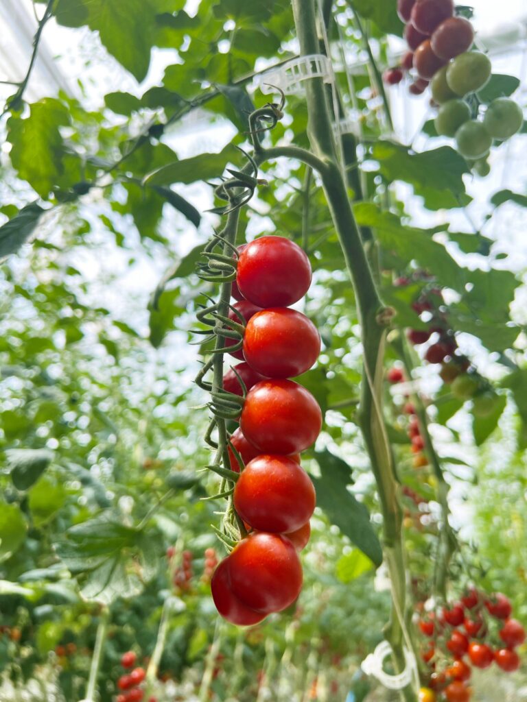 An Origin Story: Hiiros™ Tomatoes