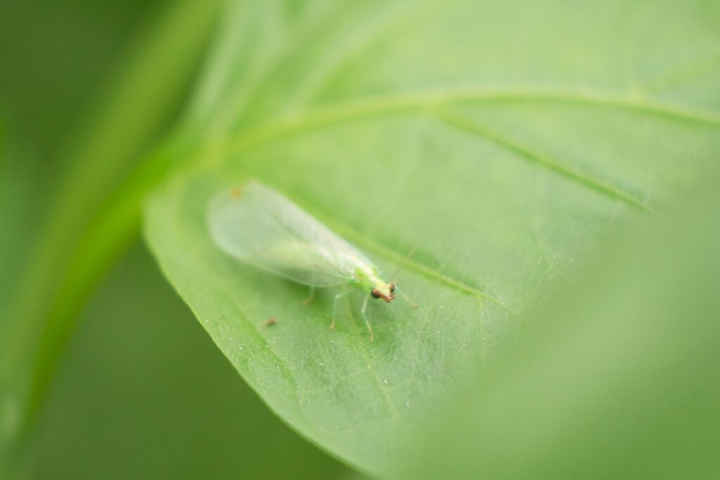 The Buzz About Our Bugs
