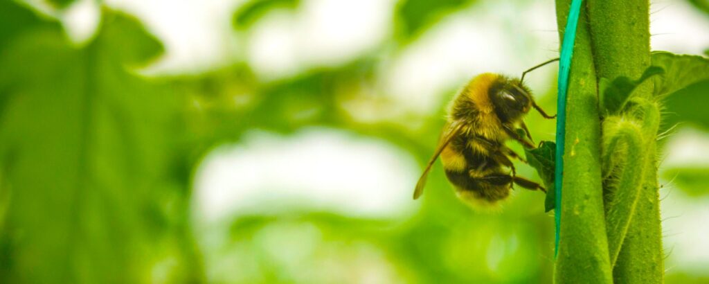 Powerhouse Pollinators: Bumble Bees & Greenhouse Pollination