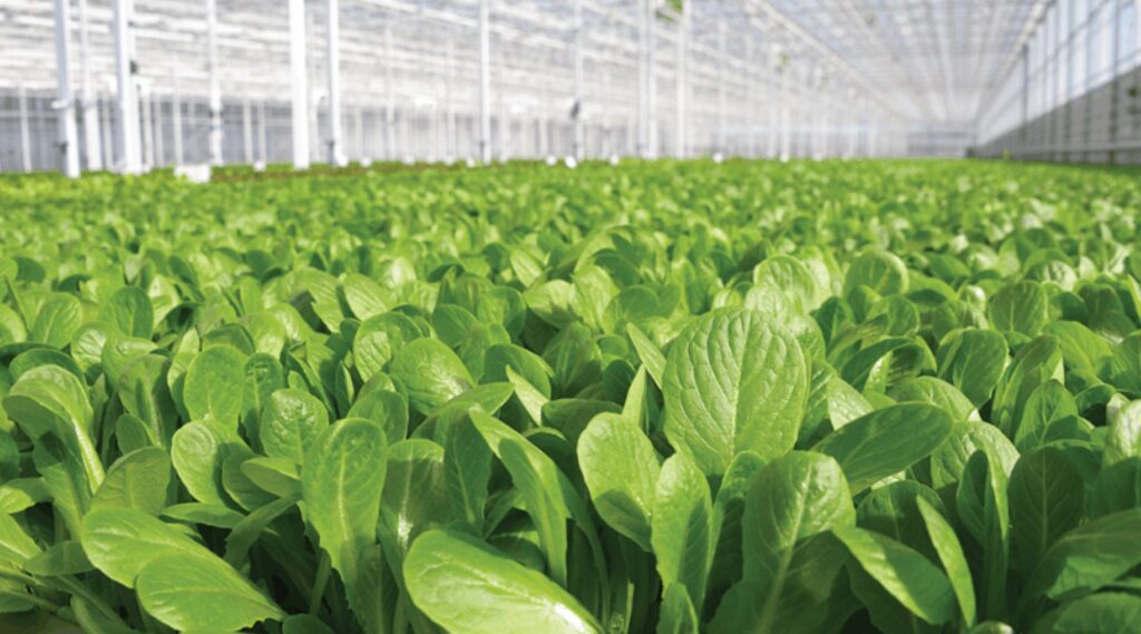 Announcing Our Exclusive Partnership with Revol Greens