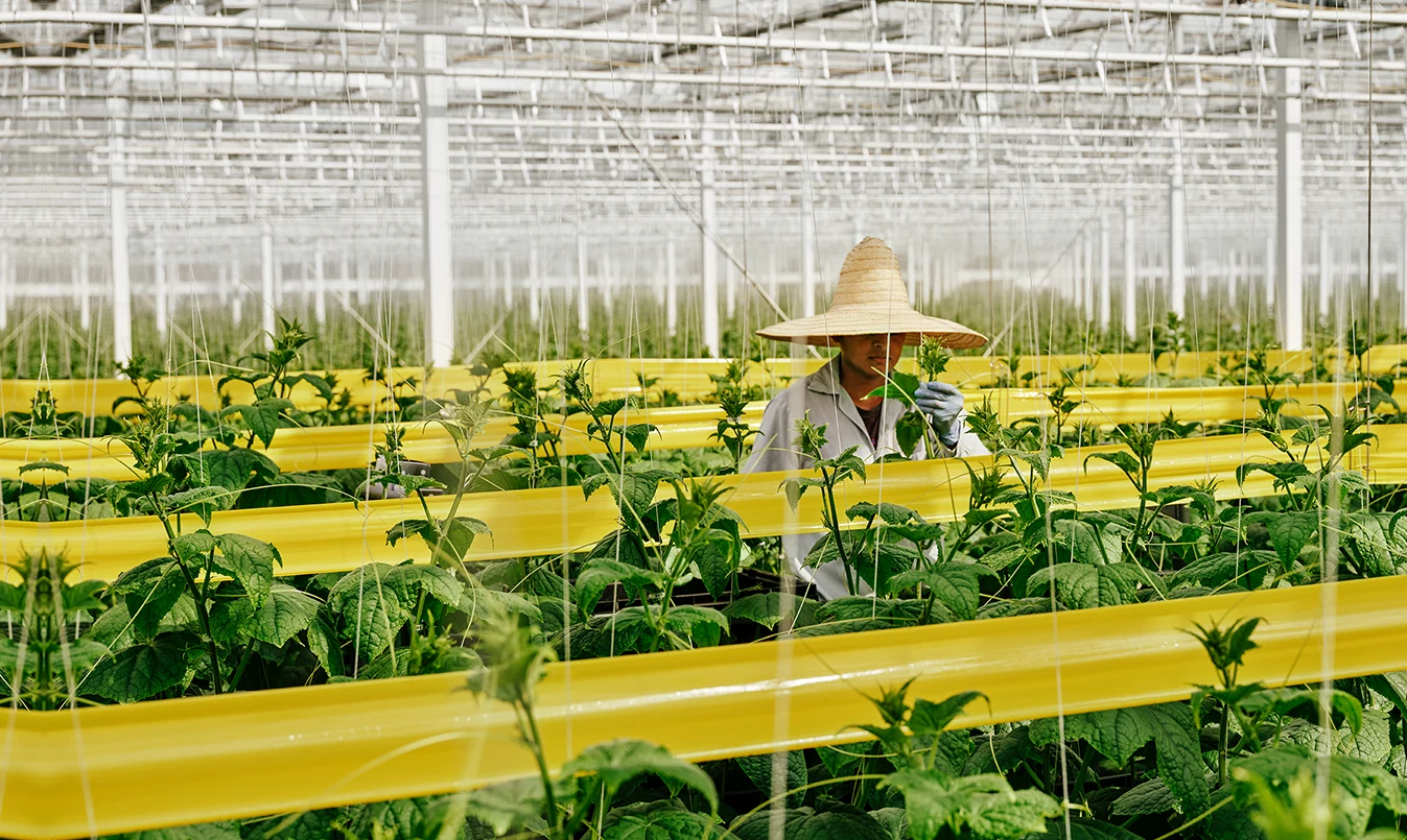 Nature Fresh Farms team members working together
