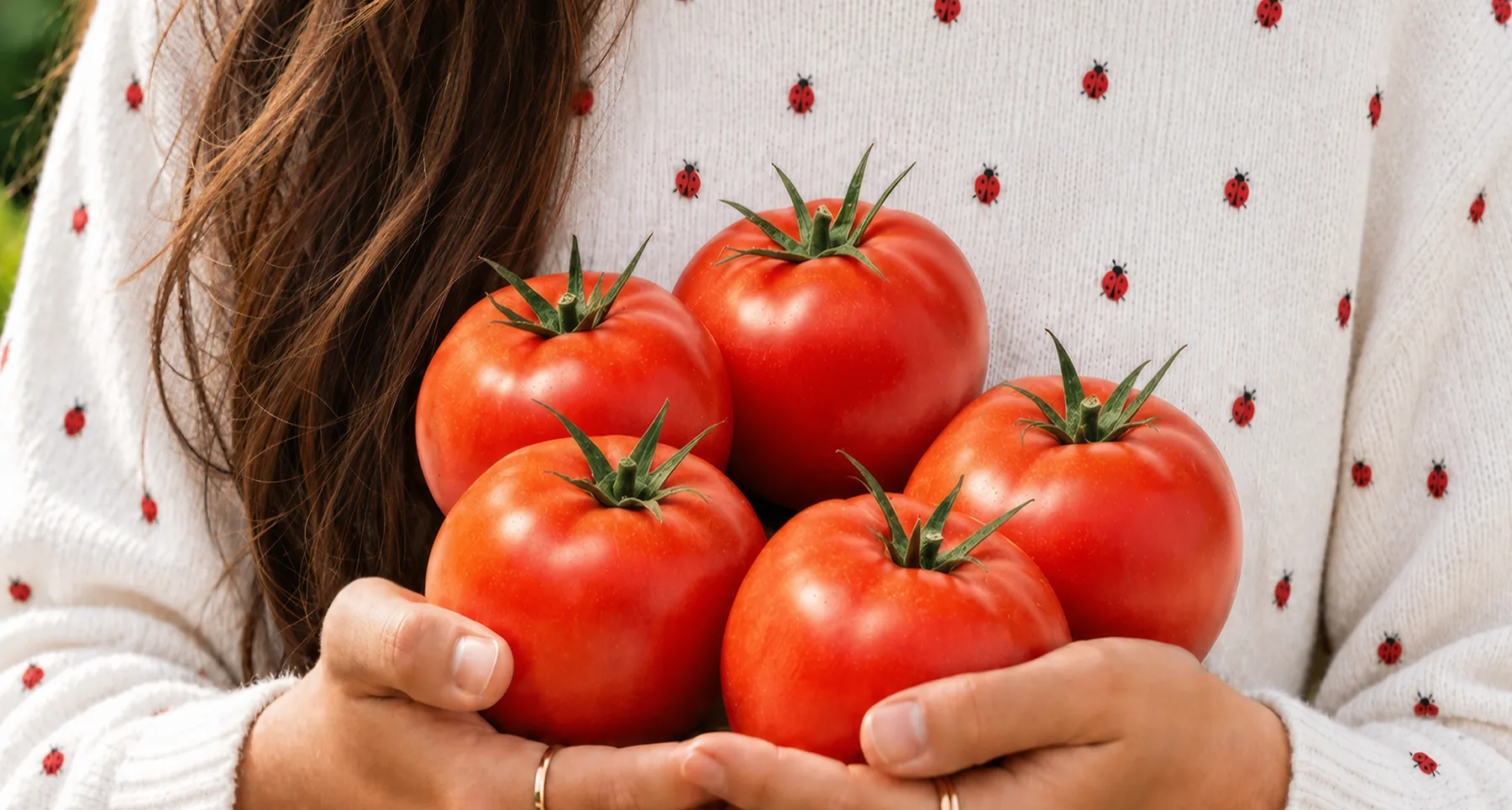 Hands holding ripe red tomatoes against a white knit sweater